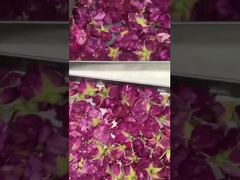 Asciugatura in congelamento a casa: facile da usare, efficiente dal punto di vista energetico e adatta alla cucina