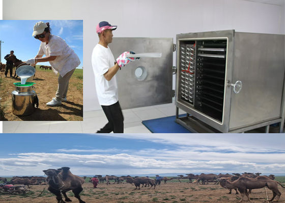 o Leybold compressore congelare macchina di frutta secca